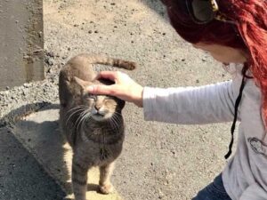 La gattina tira un respiro di sollievo quando trova una famiglia per i suoi amatissimi cuccioli