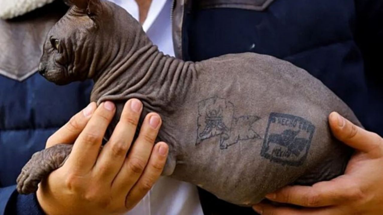 Un gatto di razza Sphynx tatuato