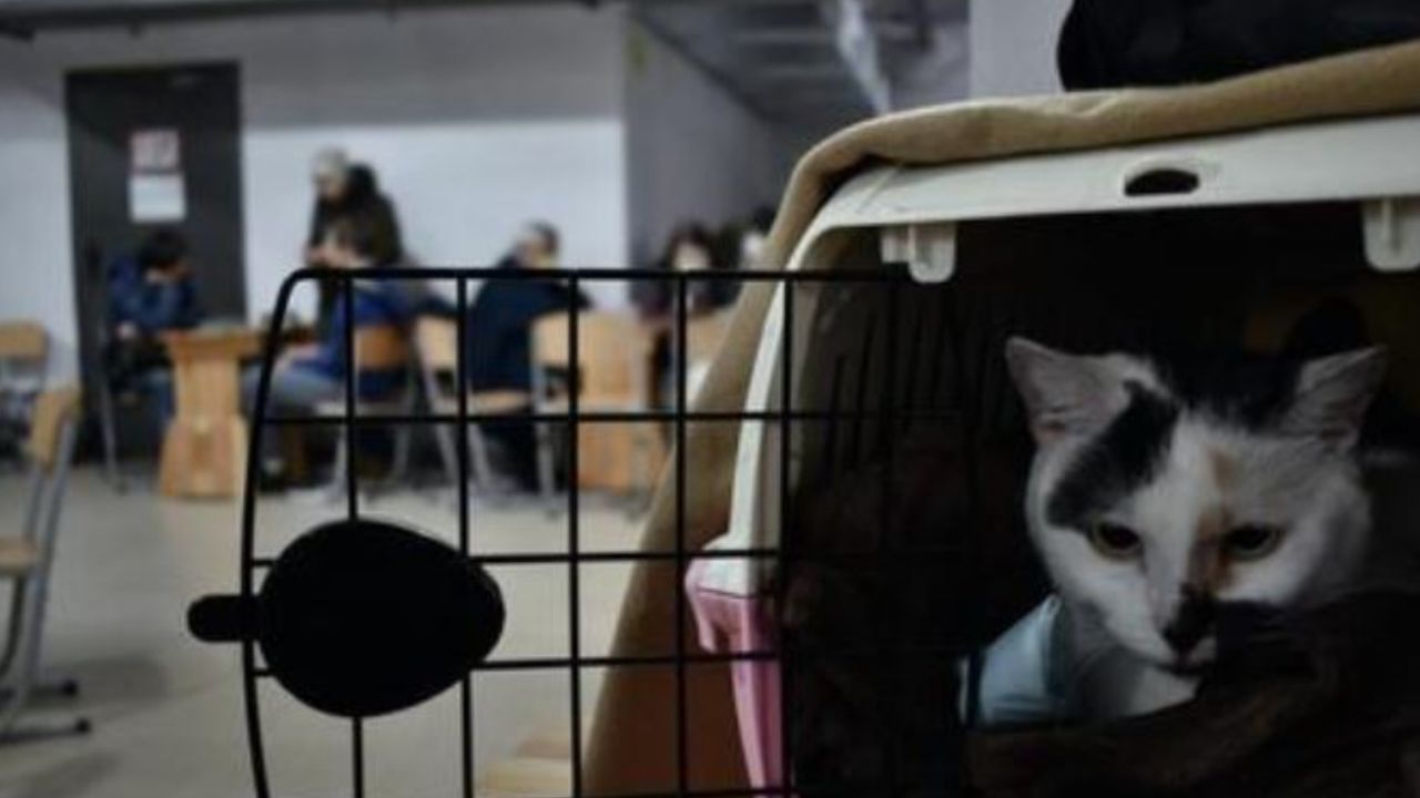 Un gattino dentro ad un trasportino