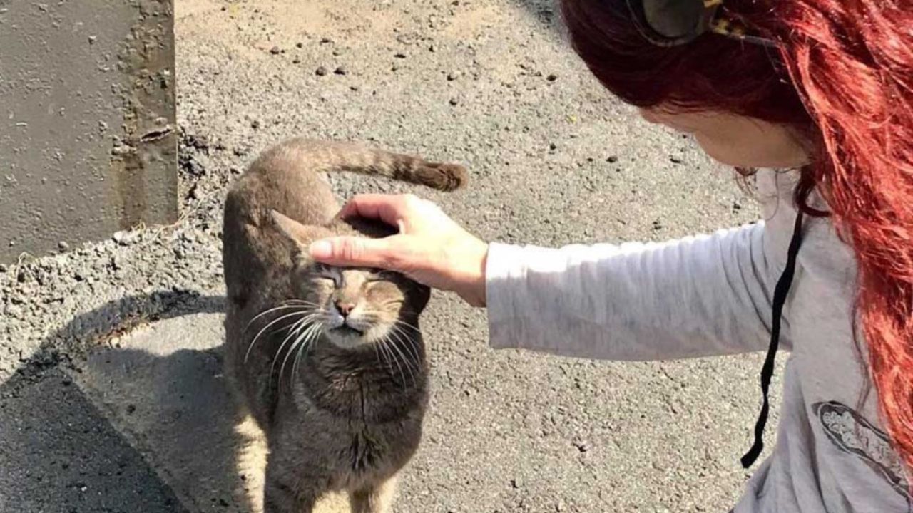 gatta grigia si fa accarezzare 