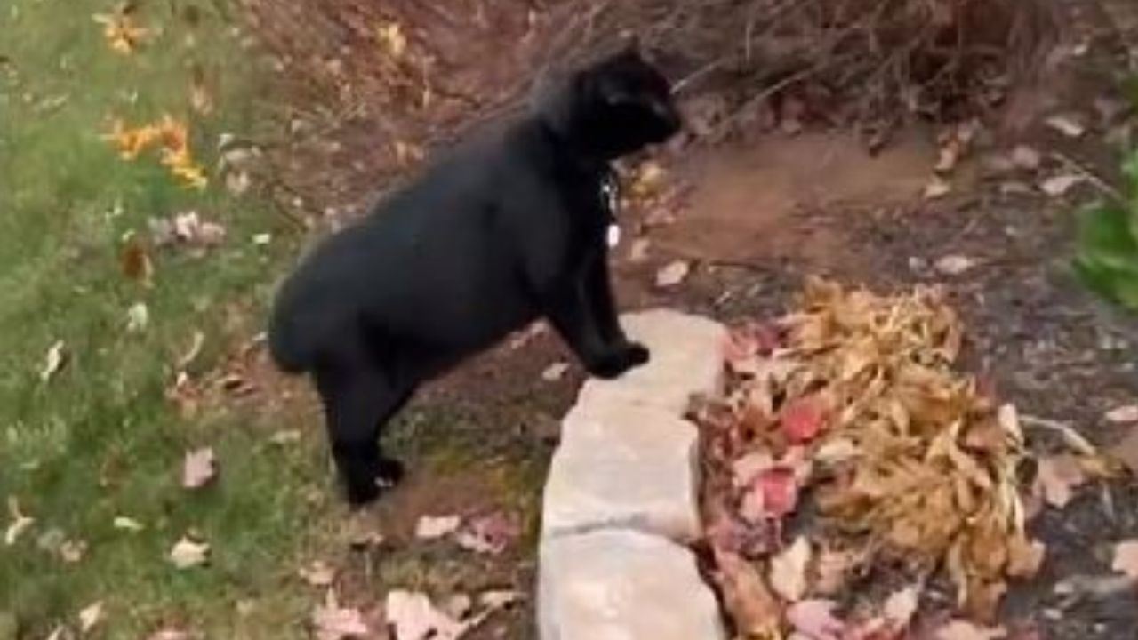 Un gatto dal mantello nero