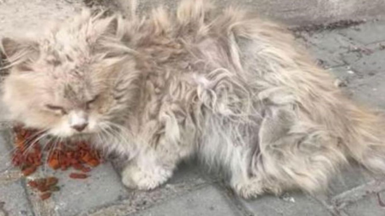 Un gatto randagio sporco e malconcio