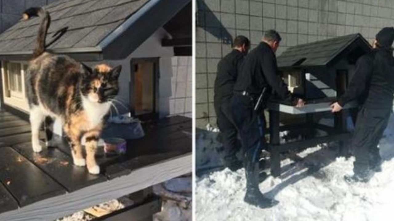 Un team di poliziotti con una casina e una gatta tricolore