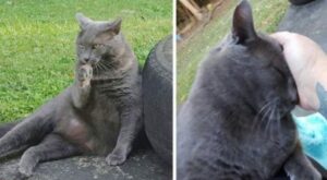Una donna si trasferisce in una nuova casa: non immaginava di trovare un gatto pronto a vivere con lei