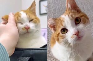 Il gattino era congelato e voleva solo essere coccolato quando trovato: ora fa le fusa senza sosta