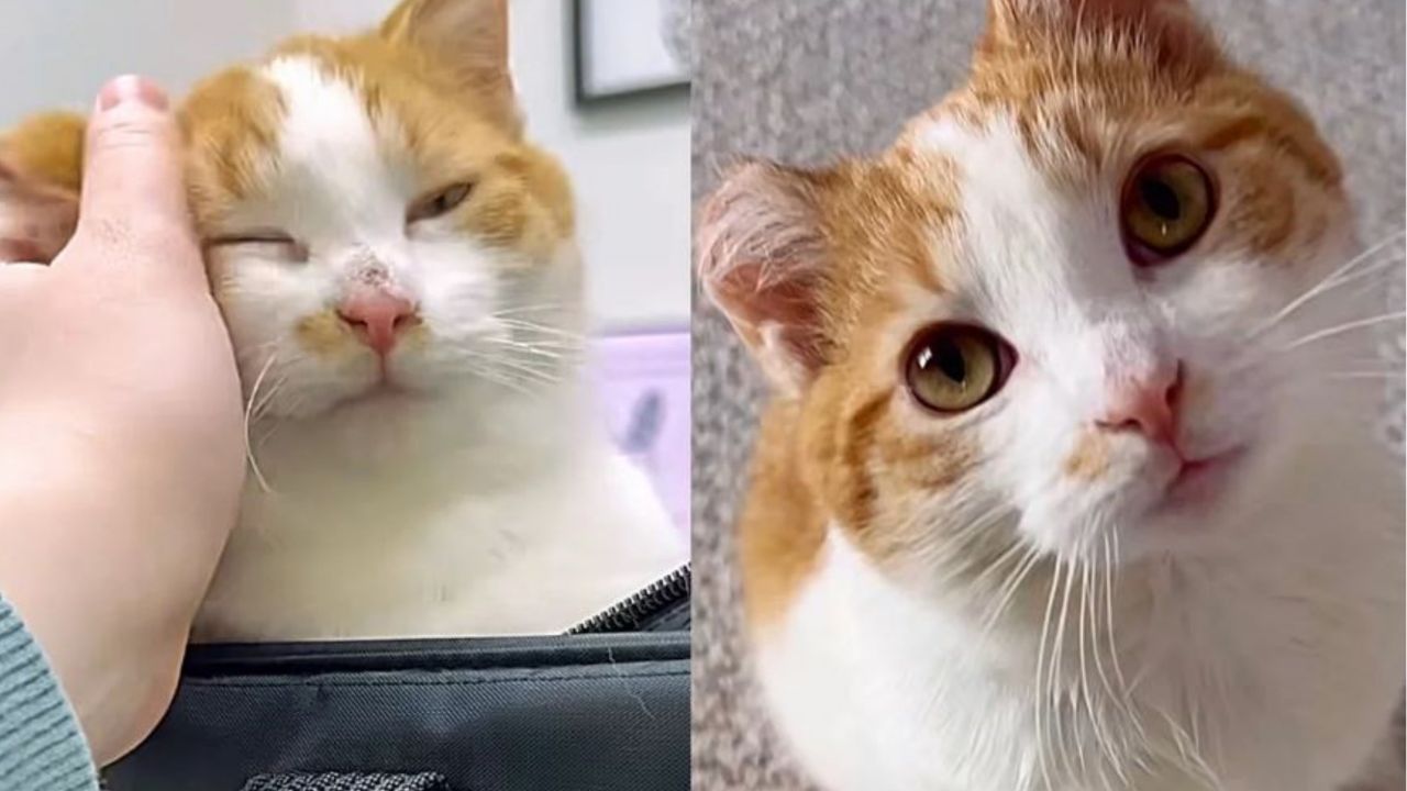 Un gattino dal pelo bianco e arancione