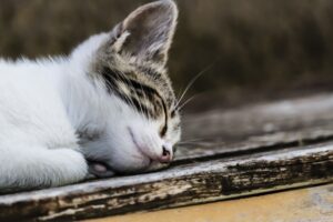 San Marino, ciclista spara a un gatto uccidendolo