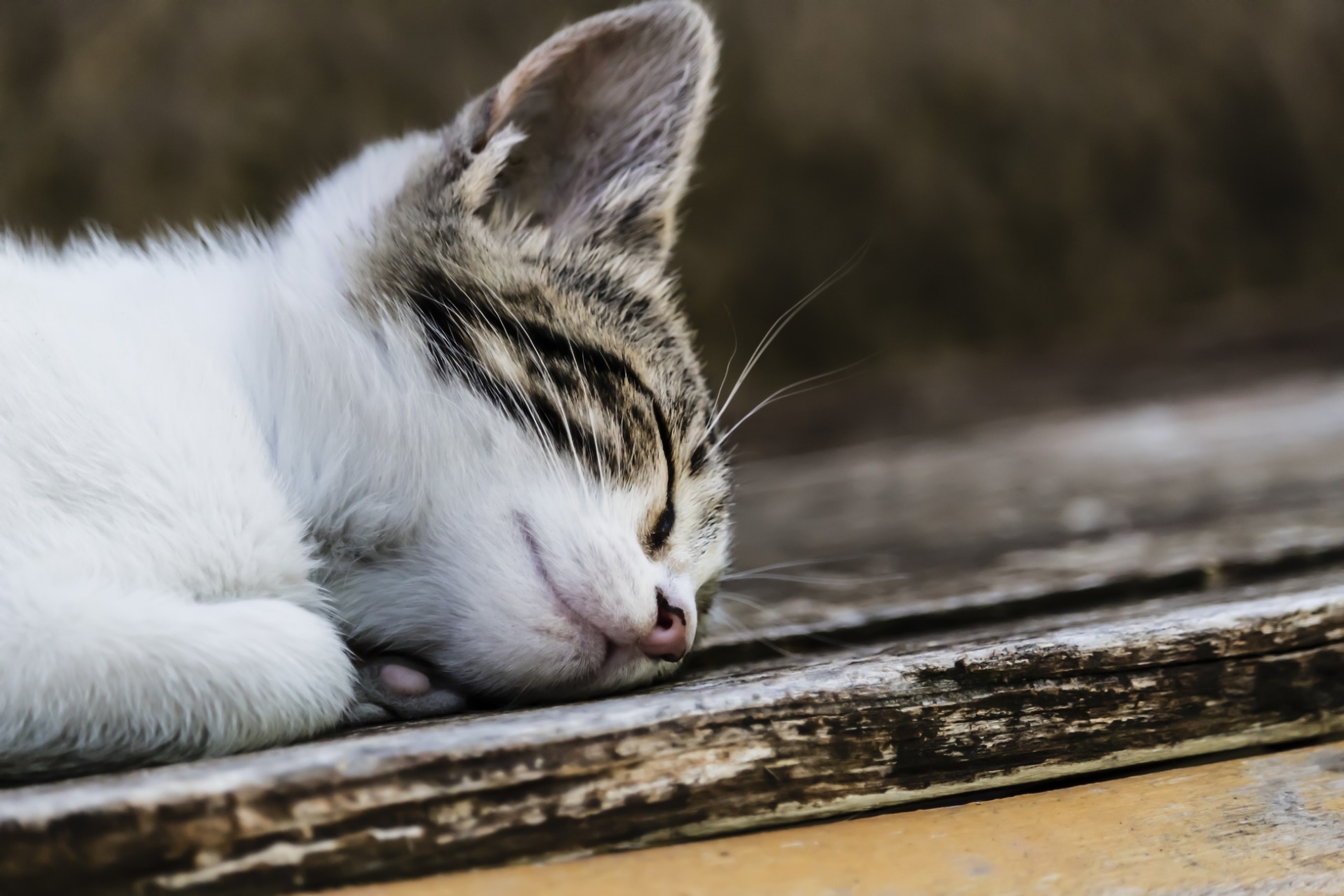 gatto che dorme