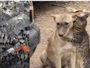 Il gatto abbraccia il suo adorato amico dopo essere stato salvato dalle macerie in Turchia