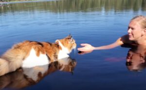 Sì, a dispetto della mole questo Maine Coon è un discreto nuotatore: vedere per credere