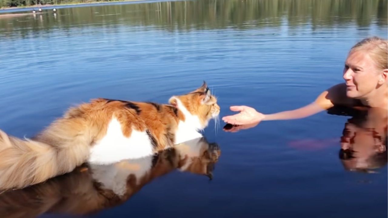 gattone in acqua