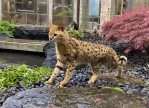 No, questo gatto non riesce proprio a capire per quale motivo l’acqua venga giù dal cielo (VIDEO)