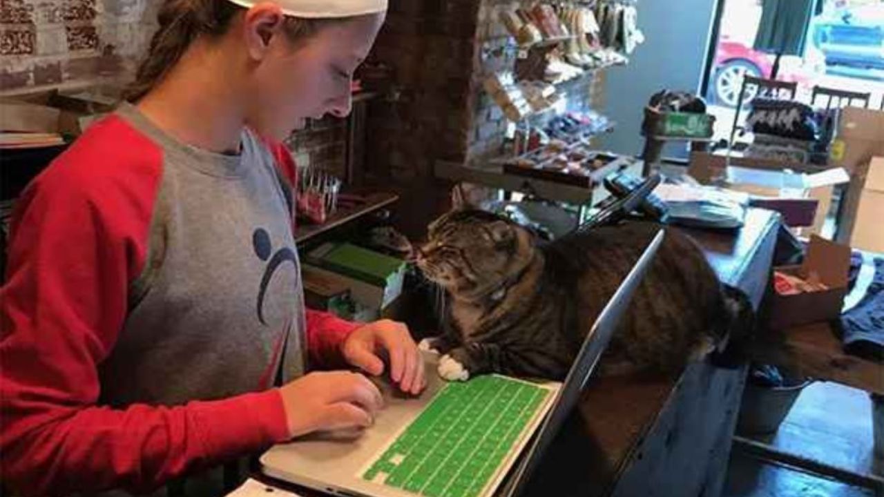 gatto tigrato sdraiato al computer 