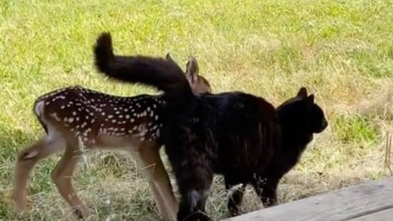 gatto e cerbiatto