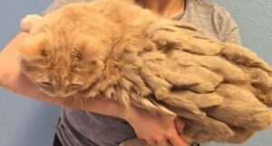 Completamente abbandonato dai suoi umani, era pieno di nodi e dolore: poi questo gatto è rinato