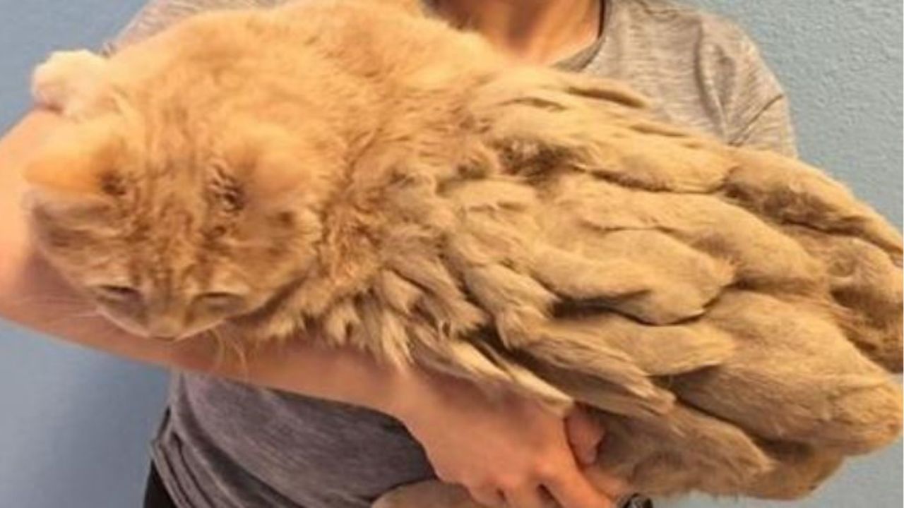 Un gatto dal pelo arancione e abbatuffolato