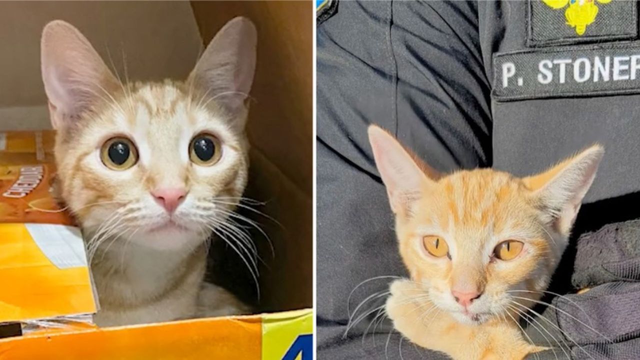 gattina arancione dentro ad una scatola 