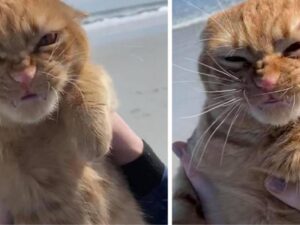 gatto arancione tigrato