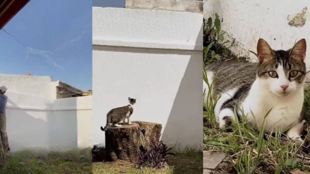 gatto bianco e grigio tigrato