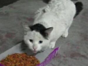 L’uomo dà da mangiare al gatto randagio e il micio gli mostra subito tutta la sua riconoscenza