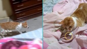 Il gatto porta alla sua mamma umana un regalo non proprio gradito: “Stavo per avere un infarto”