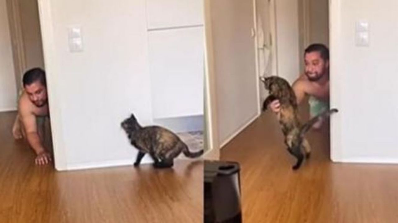 Un gatto che gioca insieme ad un uomo