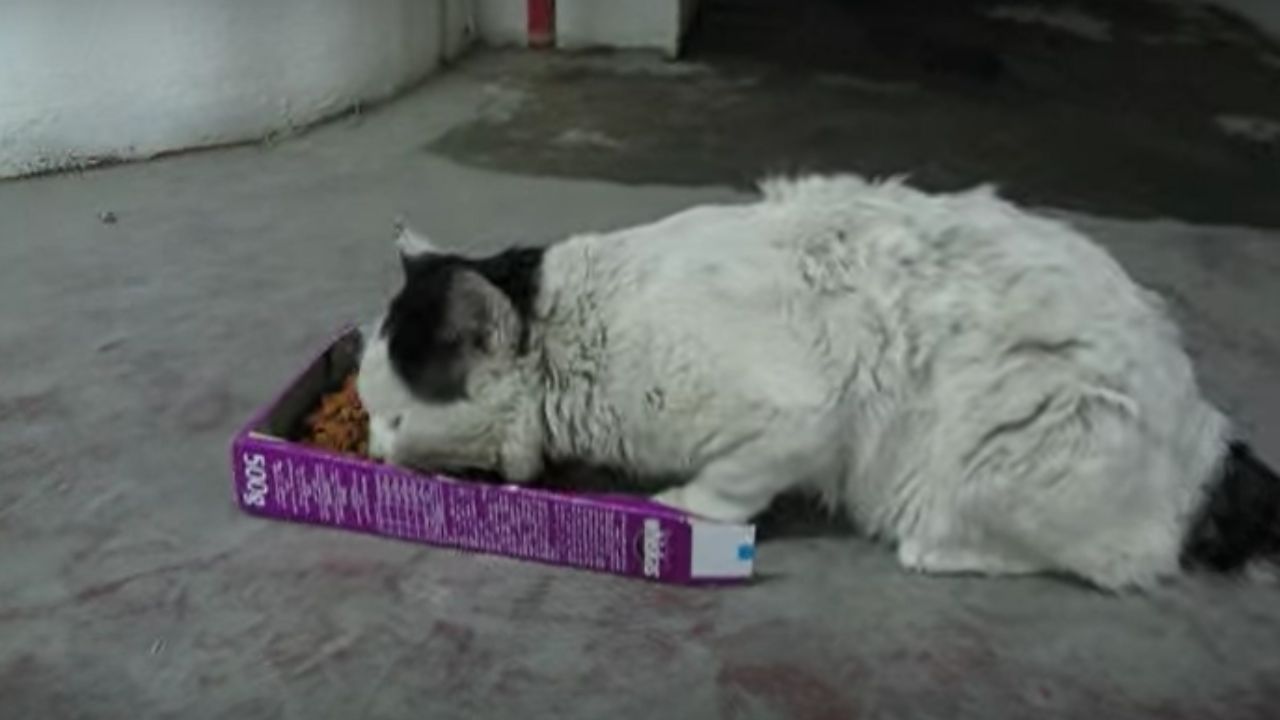 gatto piegato su una scatola di croccantini