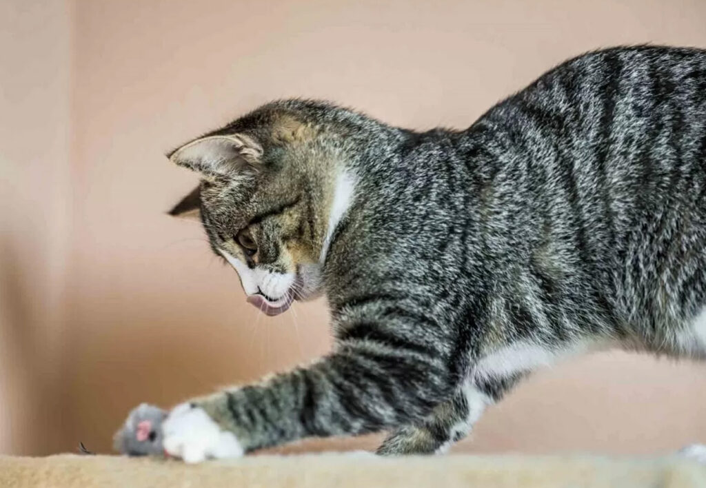 gatto fa il pane