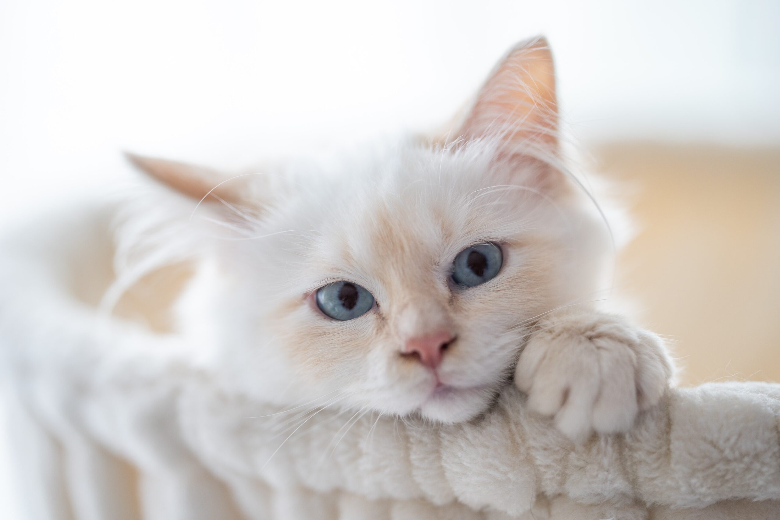 gattino bianco con occhi azzurri