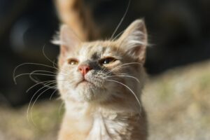 Gatto che non fa le fusa, perché e come possiamo aiutarlo