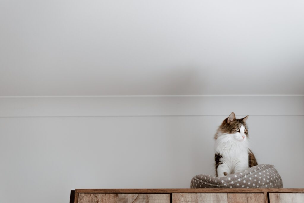 cat on top of wardrobe