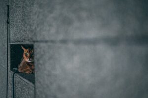 gatto in una nicchia nel muro