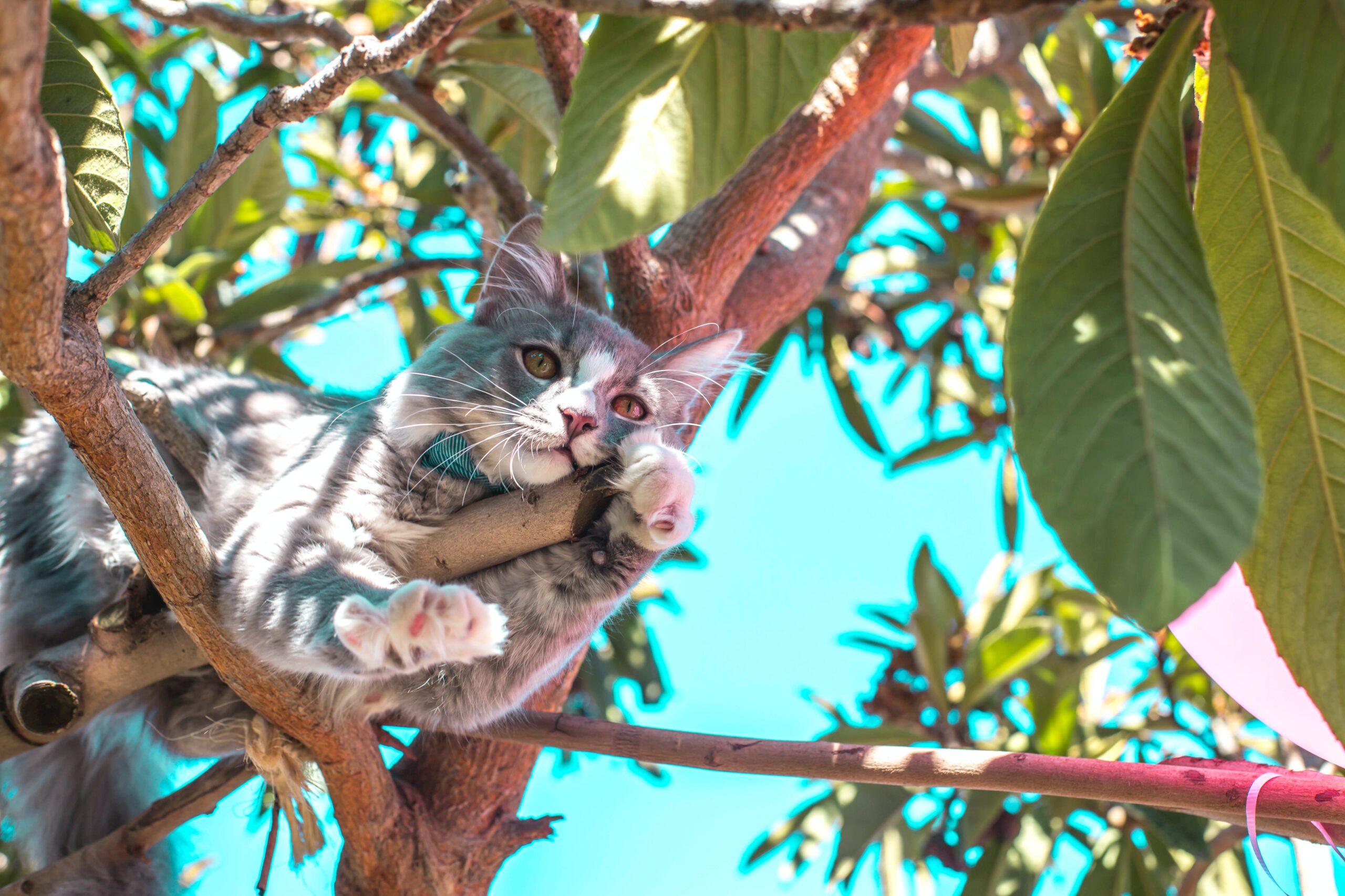 gatto in cima ad albero