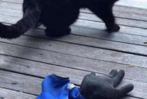 “il mio gatto è un cleptomane”: così una donna restituisce gli oggetti rubati dal suo micio