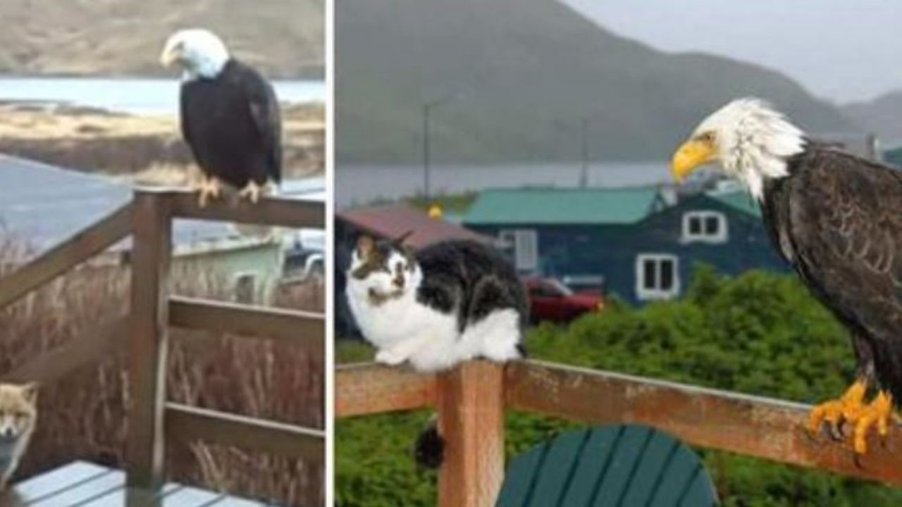 Un gatto appollaiato vicino ad un'aquila