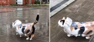 La gattina grassa insiste per fare una passeggiata fuori ogni giorno, indipendentemente dal tempo