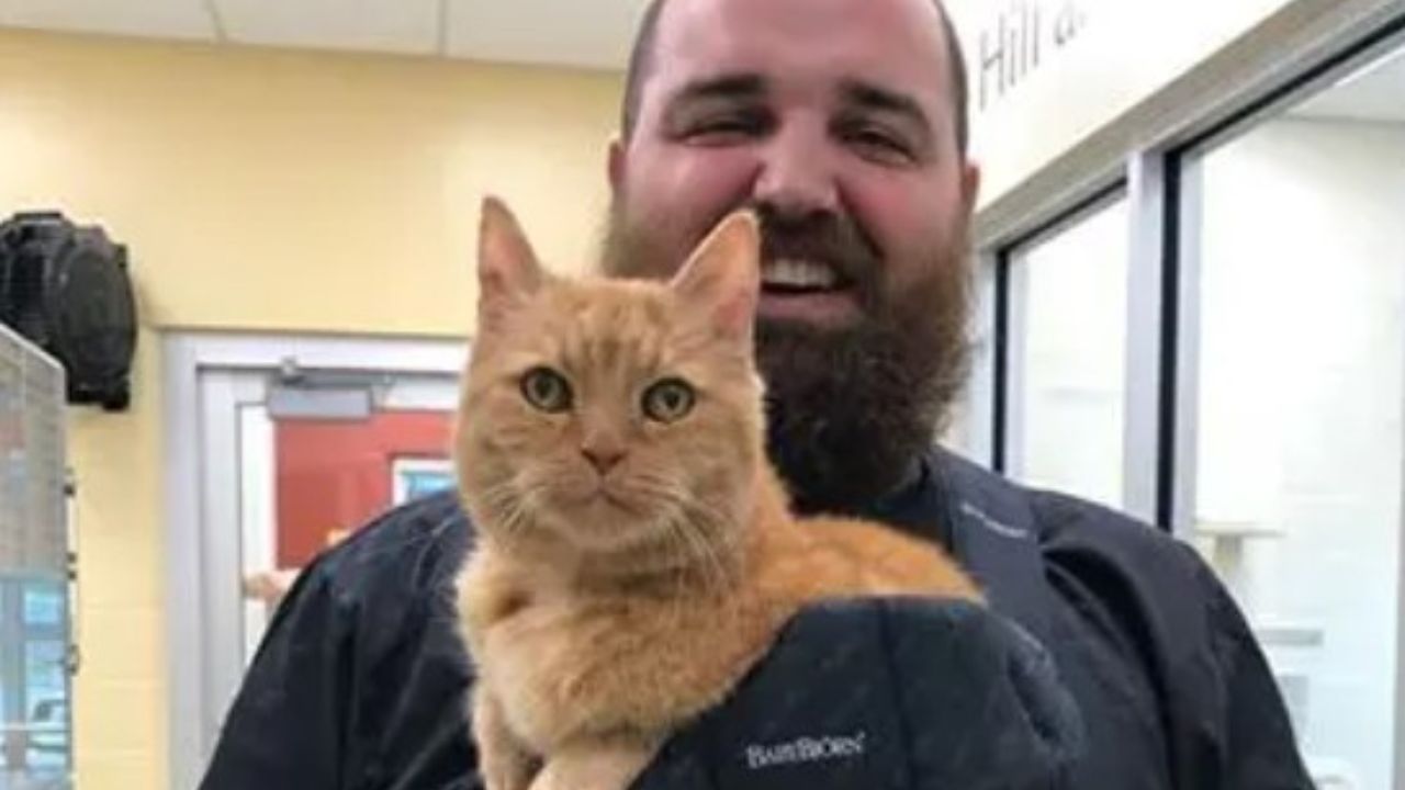 gatto arancione con un uomo