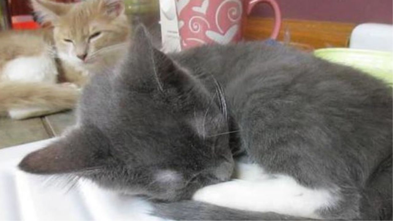 Un gattino grigio che dorme
