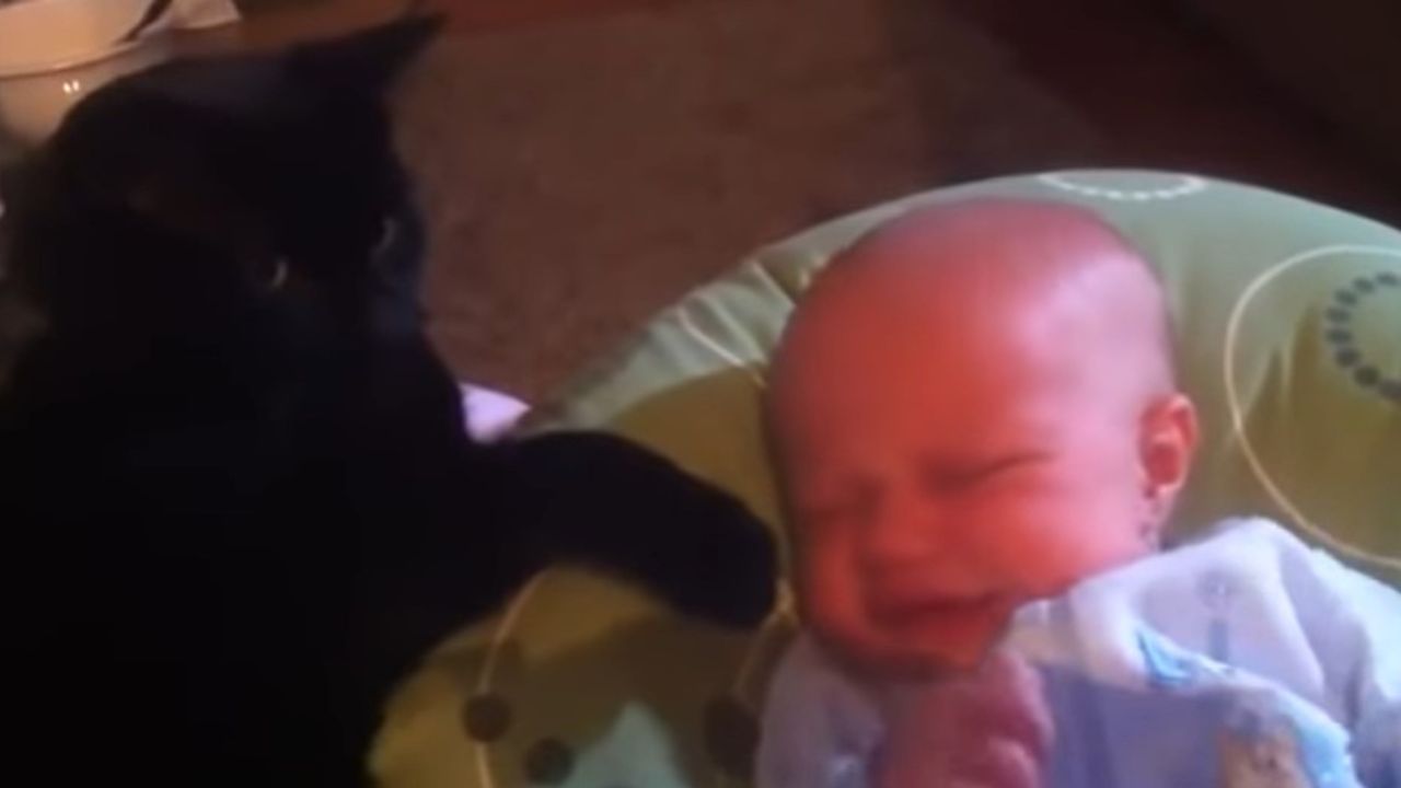 gatto nero con un bambino 