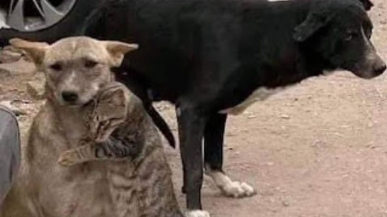 gatto e cane che si abbracciano 