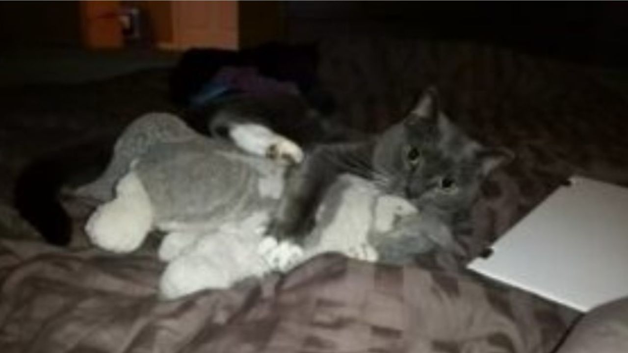 gatto grigio sul letto 