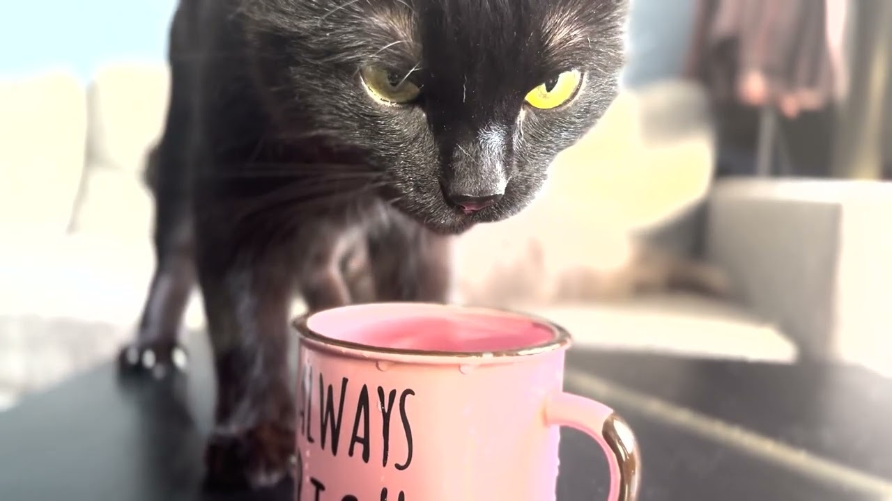 Gatto nero beve dalla tazza rosa