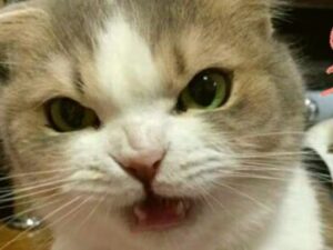 gatto bianco e grigio con occhi verdi
