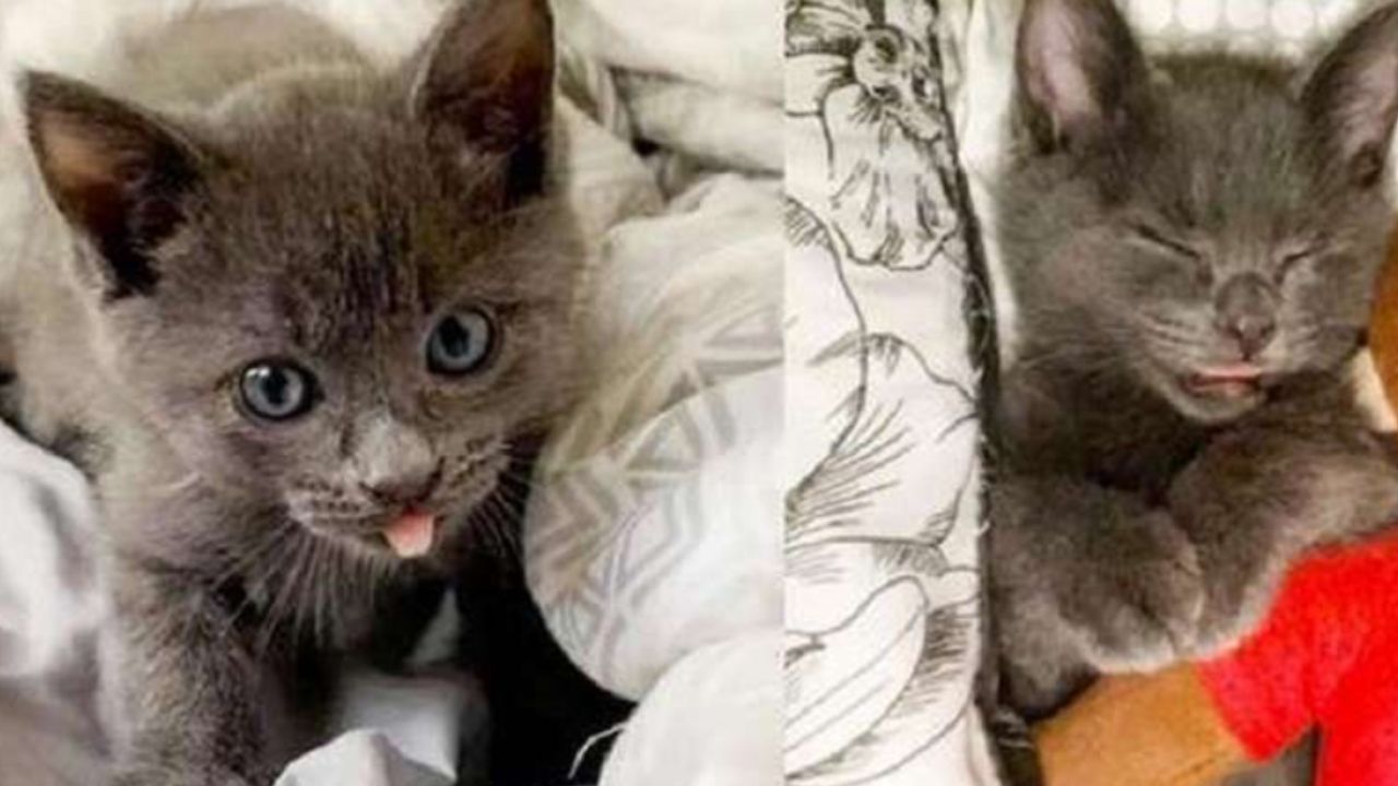 gattino grigio con gli occhi azzurri