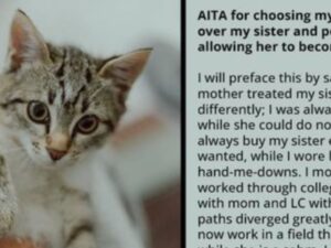 felino tigrato