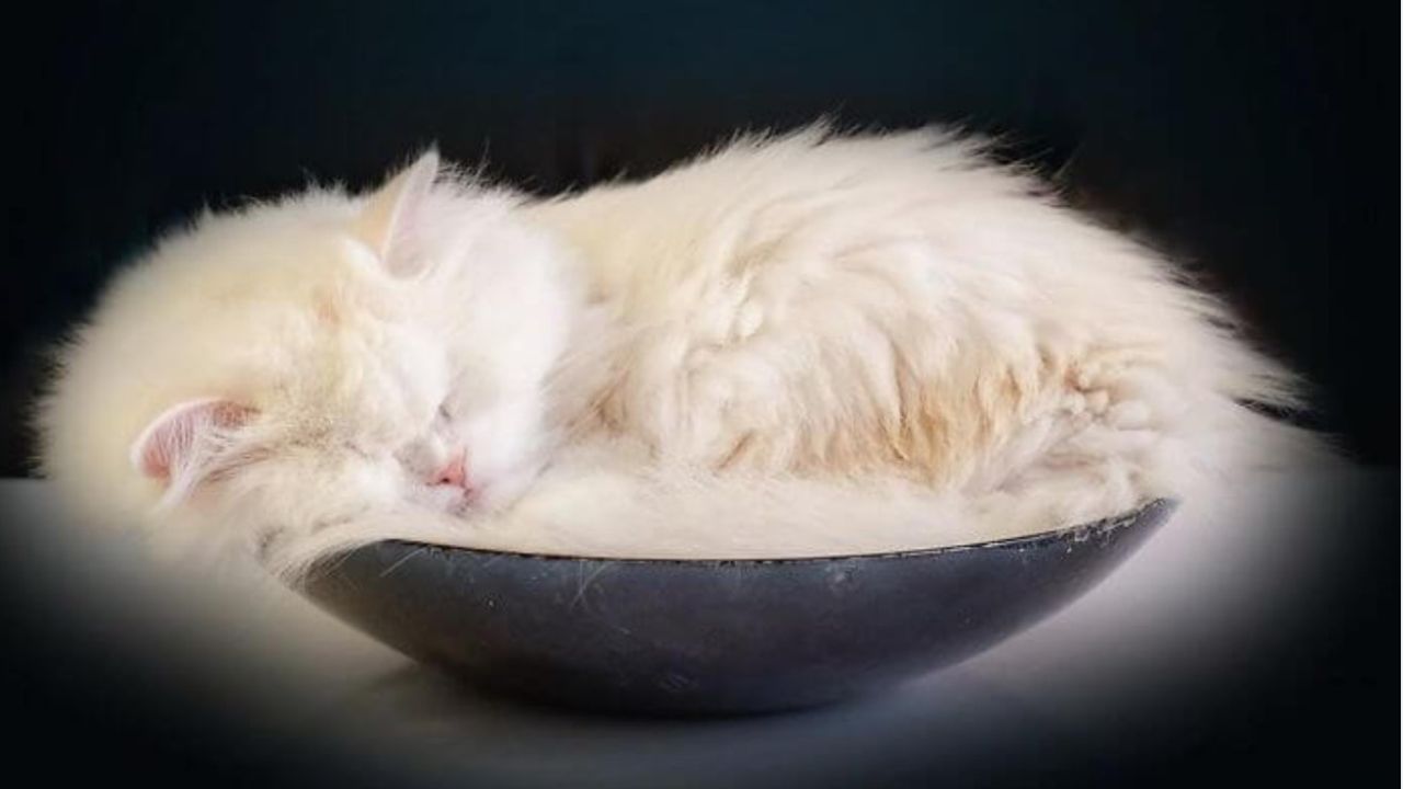 gatto bianco dorme in una ciotola nera
