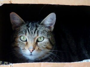 Lenny, gatto chiuso in una scatola viene salvato appena in tempo
