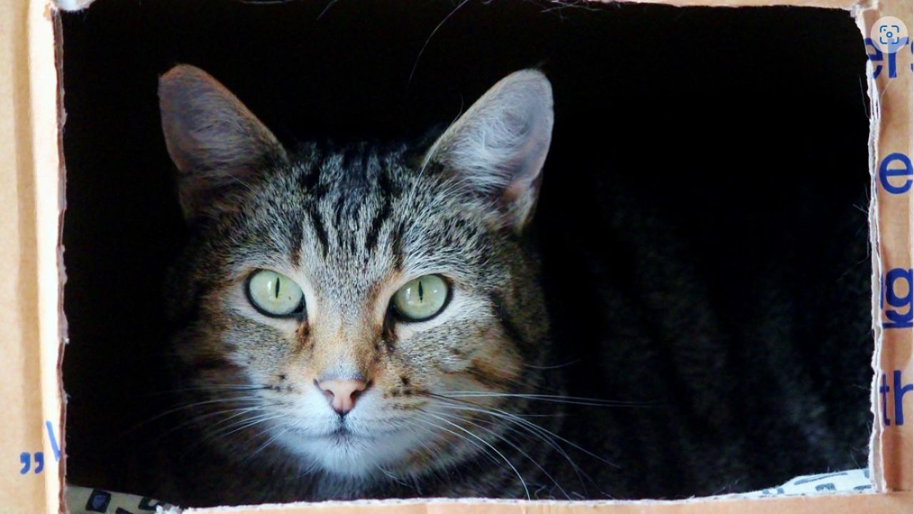 gatto grigio tigrato dentro ad una scatola 
