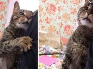gatto che fa le coccole
