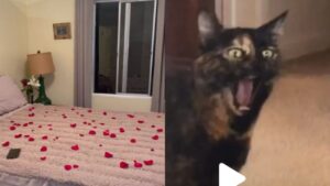 Dopo il matrimonio hanno la sorpresa più brutta: il gatto è stato intossicato dai fiori usati per decorare la casa